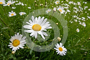 Bellis perennis (Daisy)