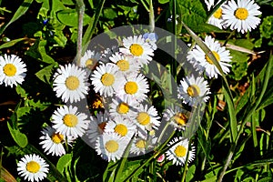 Bellis perennis daisy bruisewort, woundwort