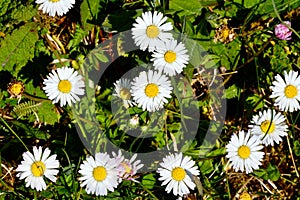 Bellis perennis daisy bruisewort, woundwort meadow photo