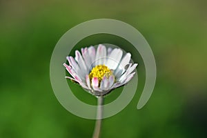 Bellis perennis, the daisy, common daisy, lawn daisy or English daisy