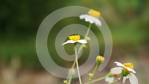 daisies in a meadow in my garden photo