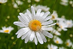 Daisy (Bellis Perrnnis) photo