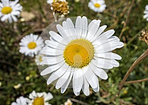 Bellis perennis Daisy flower closeup