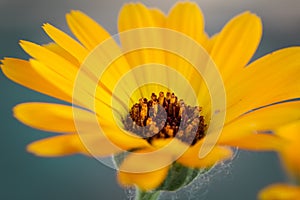 Bellis perennis, daisy flower, wild yellow flower isolated, macro photography