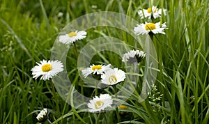 Bellis perennis. Daisy flowers on a meadow in spring
