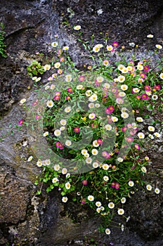 Bellis perennis photo