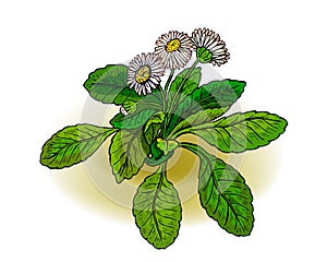 Bellis perennis photo