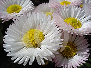 Bellis perennis flowers close up