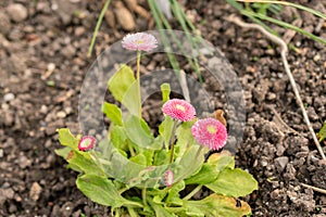 Bellis Perennis flowers in Zurich in Switzerland