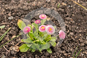 Bellis Perennis flowers in Zurich in Switzerland