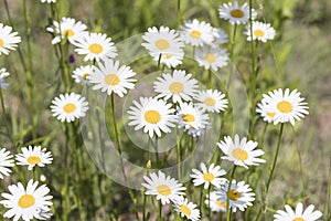 Bellis perennis, grass full of white and yellow daisy flowers du