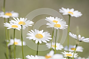 Bellis perennis, grass full of white and yellow daisy flowers du