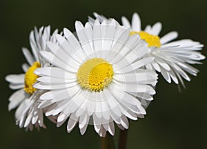 Bellis perennis photo