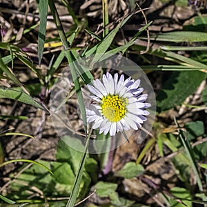 Bellis perennis known as common, lawn or English daisy, bruisewort and woundwort photo