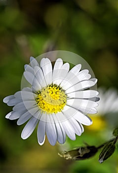 Bellis perennis known as common, lawn or English daisy, bruisewort and woundwort photo