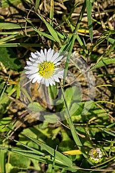Bellis perennis known as common, lawn or English daisy, bruisewort and woundwort photo