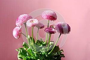 Bellis perennis