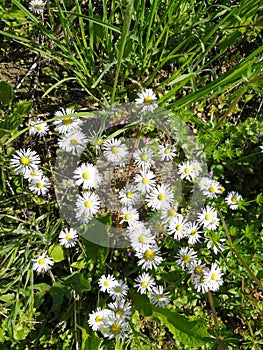 Bellis Perennis plant and flowers photo