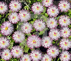 Bellis perennis Pomponette flowers in a flower bed