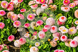 Bellis perennis Pomponnete, cultivated hybrid specie of the english daisy flower, popular ornamental garden flowers, nature