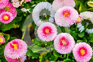 Bellis perennis pomponnete in macro closeup, colorful flowers in closeup, Cultivated hybrid specie of the english daisy flower,