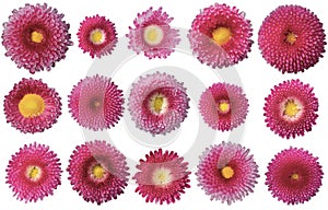 Bellis perennis is purple species of daisy. Isolated png attached.