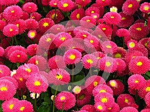 Bellis perennis, red daisy, popular undemanding garden flower photo