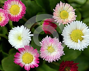 Farbistý sedmokráska kvety v čase kvitnutia 