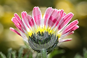 Bellis perennis, small flower