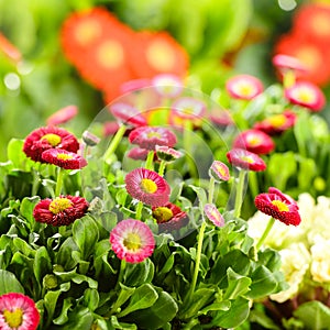 Bellis red potted spring flowers