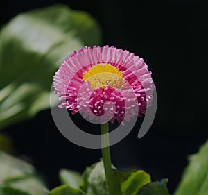 Bellisrotundifolia Compositae flower