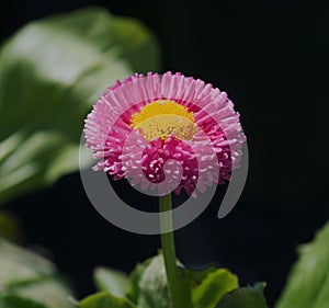 Bellisrotundifolia Compositae flower photo