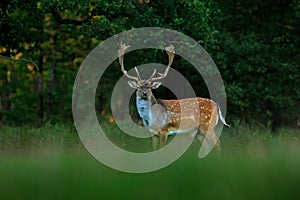 Bellow majestic powerful adult Fallow Deer, Dama dama, in autumn forest, Dyrehave, Denmark. Deer in the nature habitat. Animal in photo