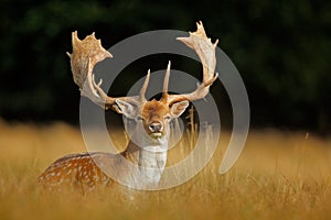 Bellow majestic powerful adult Fallow Deer, Dama dama, in autumn forest, Dyrehave, Denmark photo