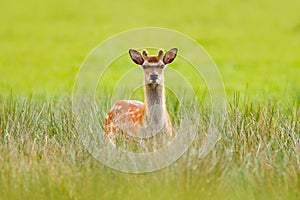 Bellow majestic powerful adult Fallow Deer, Dama dama, in autumn forest, Dyrehave, Denmark. Wildlife scene from nature. photo