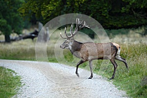 Bellow majestic powerful adult red deer crossing the road, Dyrehave, Denmark photo