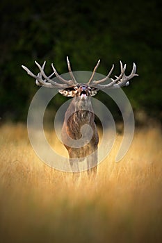 Bellow majestic powerful adult red deer stag in autumn forest, Dyrehave, Denmark