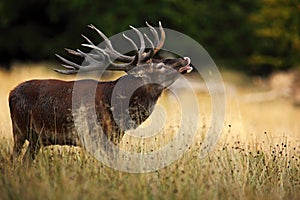 Bellow majestic powerful adult red deer stag in autumn forest, Dyrehave, Denmark