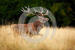 Bellow majestic powerful adult red deer stag in autumn forest during rut, Dyrehave, Denmark