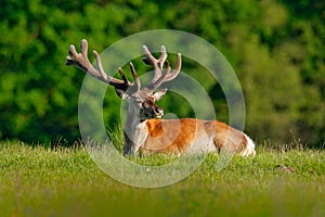 Bellow majestic powerful adult red deer stag in autumn forest during rut, Dyrehave, Denmark. Wildlife scene from nature. Deer in t