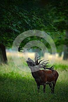 Bellow majestic powerful adult red deer stag in green forest, Dyrehave, Denmark photo