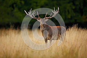 Bellow majestic powerful adult red deer stag outside autumn forest, Dyrehave, Denmark