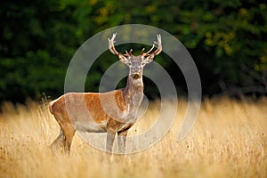 Bellow majestic powerful adult red deer stag outside autumn forest, Dyrehave, Denmark photo