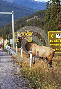 Bellowing elk at highway roadside near Jasper, Alberta photo