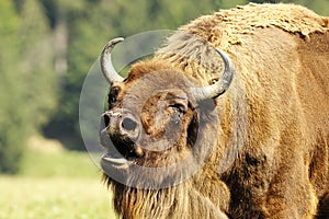 Bellowing european bison