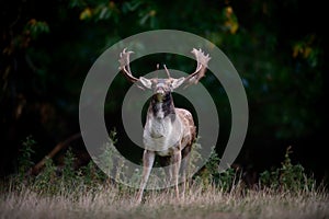 Bellowing Fallow Deer Buck Stag