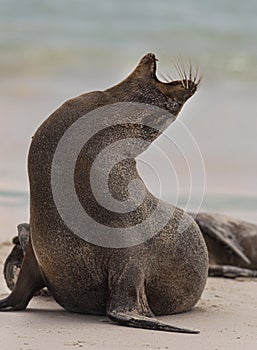 Bellowing Galapagos Sea Lion