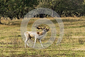 A bellowing male fallow deer during the rutting season looking for females for his pack in the Amsterdamse Waterleidingduinen park