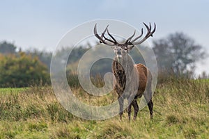 A bellowing red deer stag