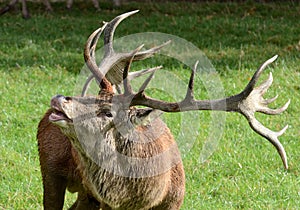 Bellowing Red Deer Stag photo